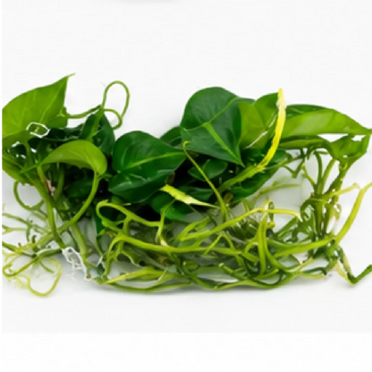 Anthurium Crystallinum X Magnificum – Tissue Culture