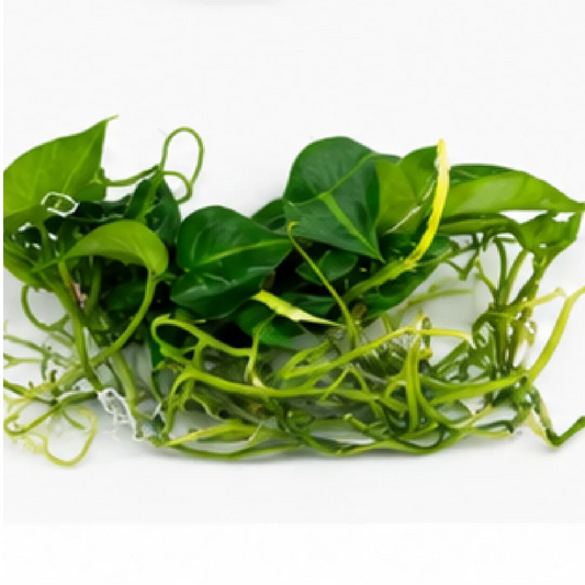 Anthurium Crystallinum X Magnificum – Tissue Culture