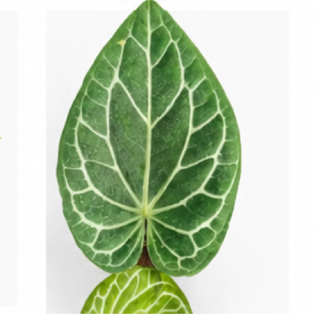 Anthurium Crystallinum X Magnificum – Tissue Culture