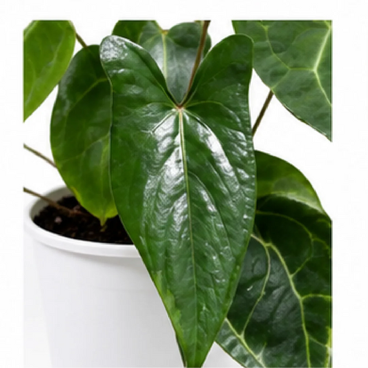 Anthurium Papillilaminum – Tissue Culture