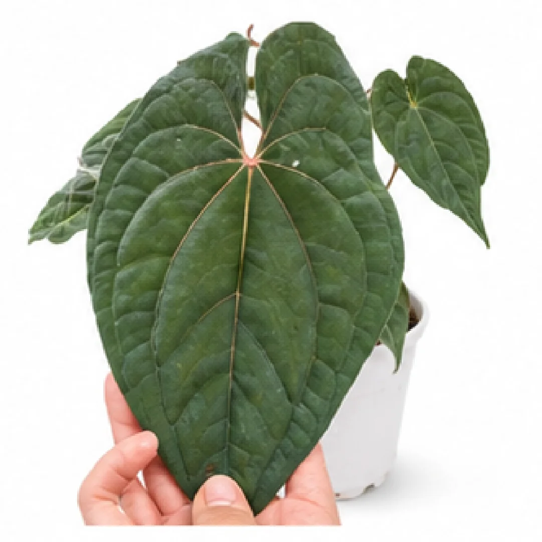 Anthurium Dark Phoenix – Tissue Culture