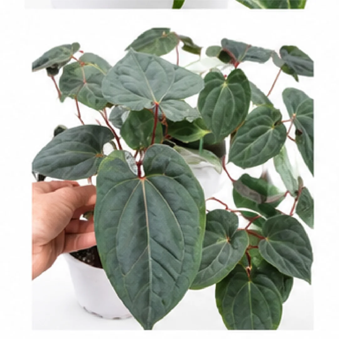 Anthurium Dark Phoenix – Tissue Culture