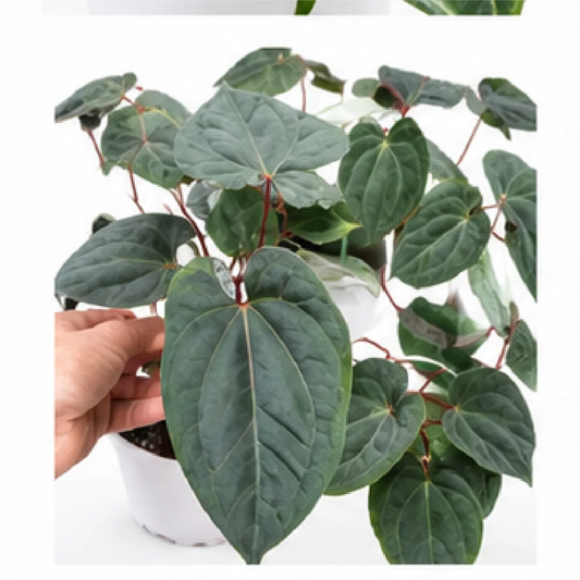 Anthurium Dark Phoenix – Tissue Culture