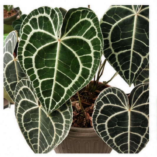 Anthurium Clarinervium Hybrid Sulanjana King – Tissue Culture