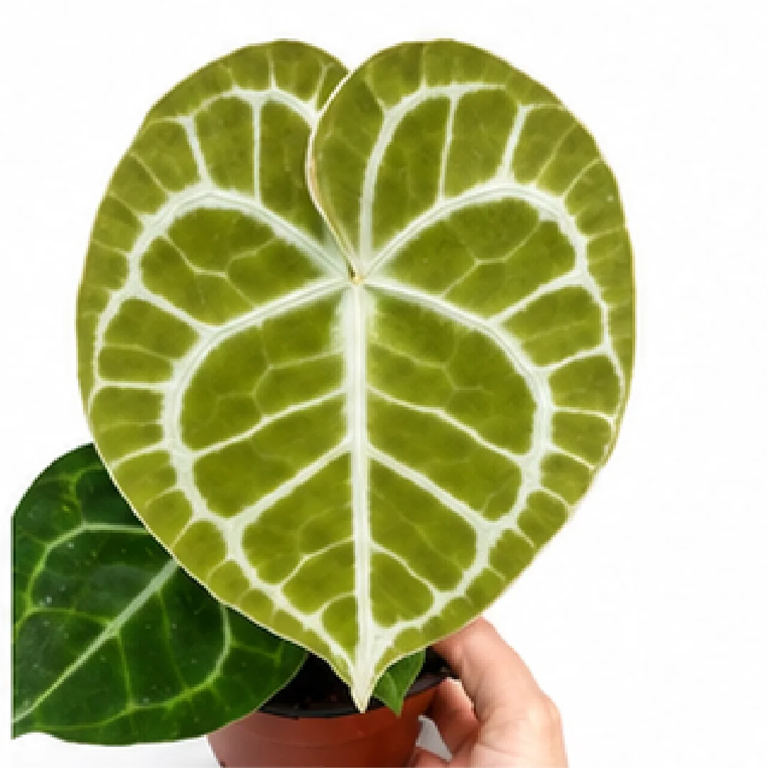 Anthurium Clarinervium Hybrid Sulanjana King – Tissue Culture