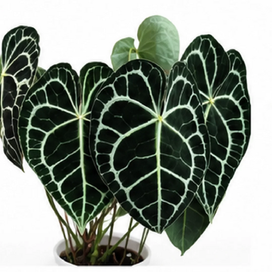 Anthurium Clarinervium – Tissue Culture