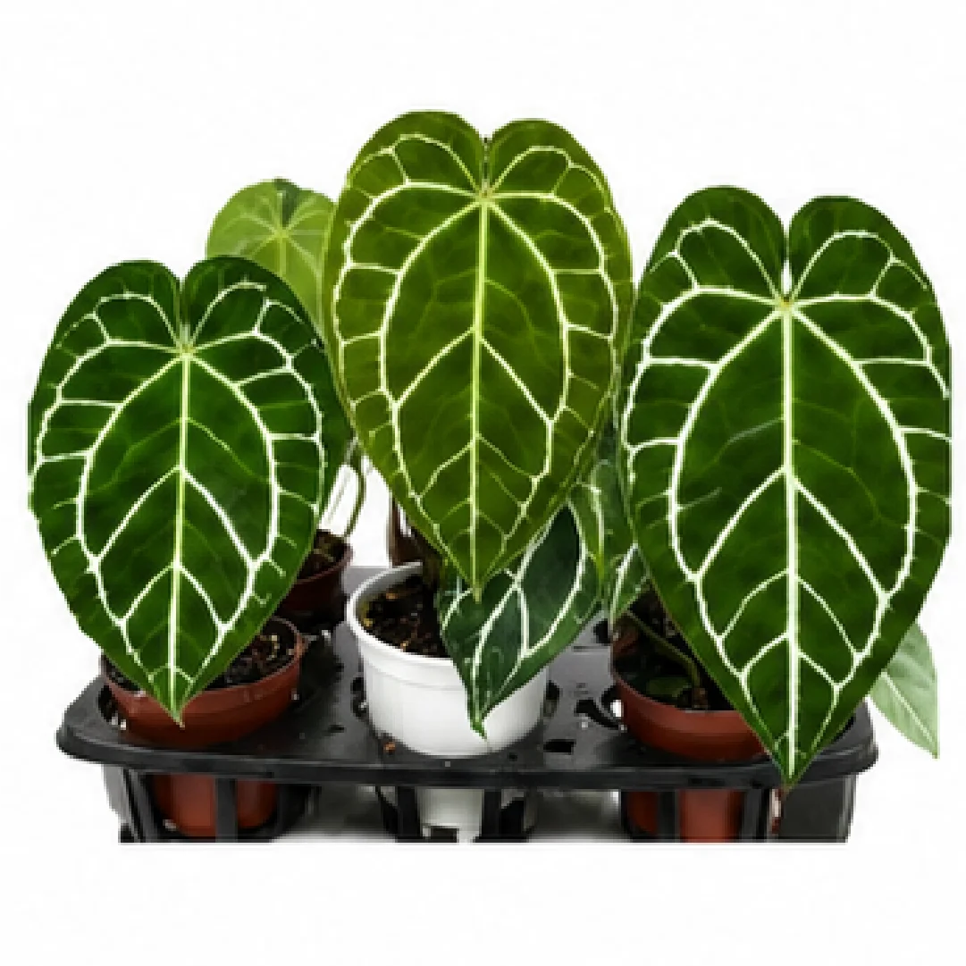 Anthurium Crystallinum – Tissue Culture