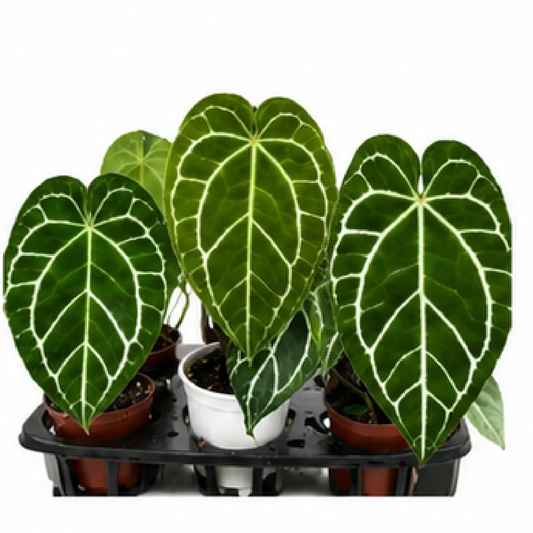 Anthurium Crystallinum – Tissue Culture