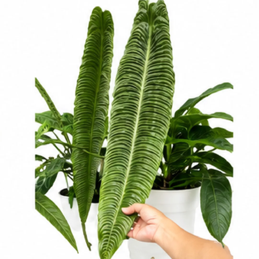 Anthurium Veitchii / Anthurium King – Tissue Culture