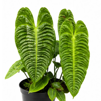 Anthurium Veitchii / Anthurium King – Tissue Culture