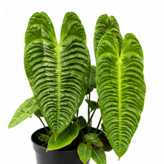 Anthurium Veitchii / Anthurium King – Tissue Culture