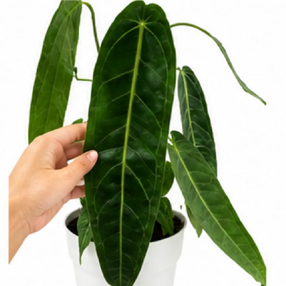 Anthurium Warocqueanum / Anthurium Queen – Tissue Culture
