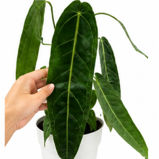 Anthurium Warocqueanum / Anthurium Queen – Tissue Culture