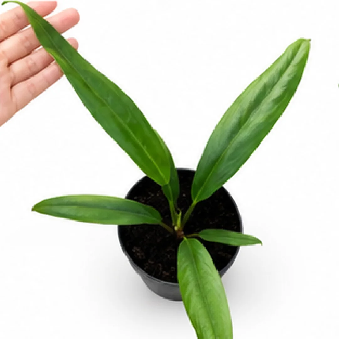 Anthurium Bakeri – Tissue Culture