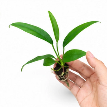 Anthurium Bakeri – Tissue Culture