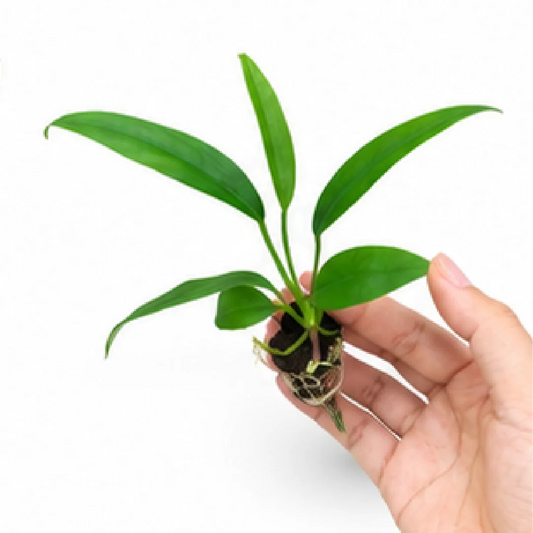 Anthurium Bakeri – Tissue Culture