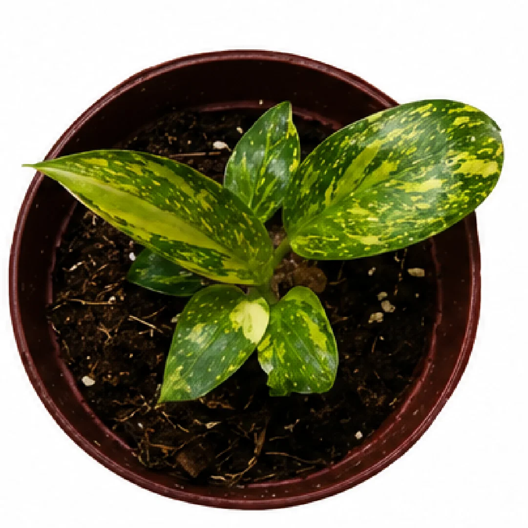 Philodendron Florida Beauty Tissue Culture