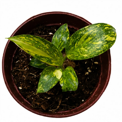 Philodendron Florida Beauty Tissue Culture