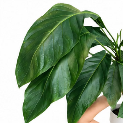Anthurium Big Bill – Tissue Culture