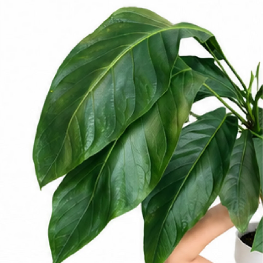 Anthurium Big Bill – Tissue Culture