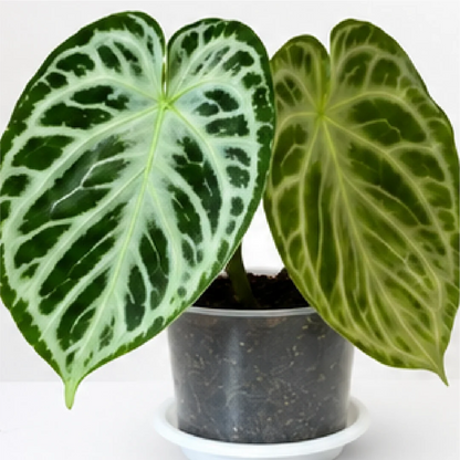 Anthurium Silver Blush – Tissue Culture