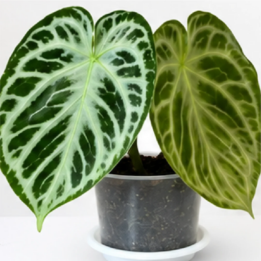 Anthurium Silver Blush – Tissue Culture