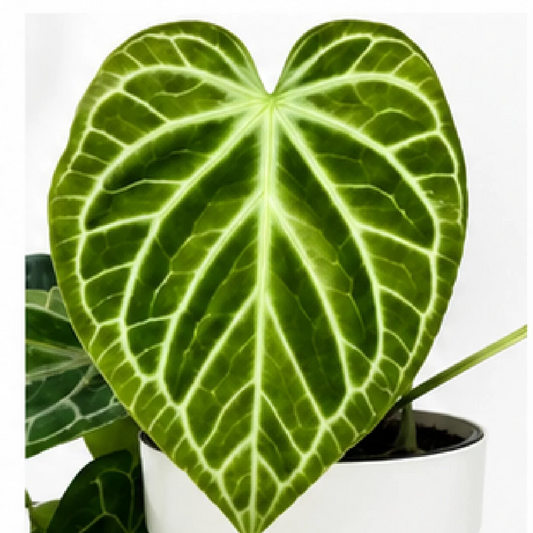 Anthurium Magnificum X Silver Blush – Tissue Culture