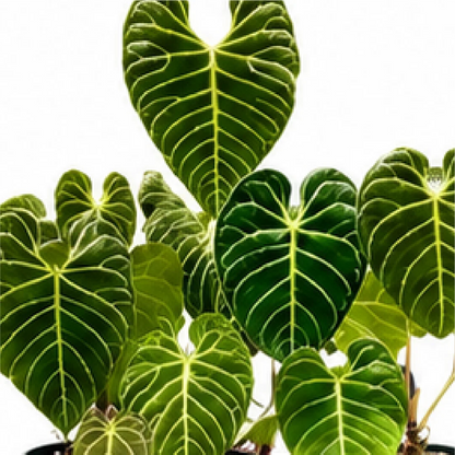 Anthurium Regale – Tissue Culture