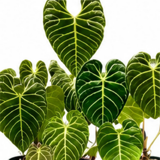 Anthurium Regale – Tissue Culture