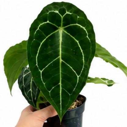 Anthurium Forgetii – Tissue Culture