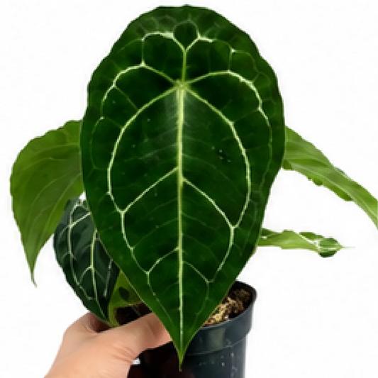 Anthurium Forgetii – Tissue Culture