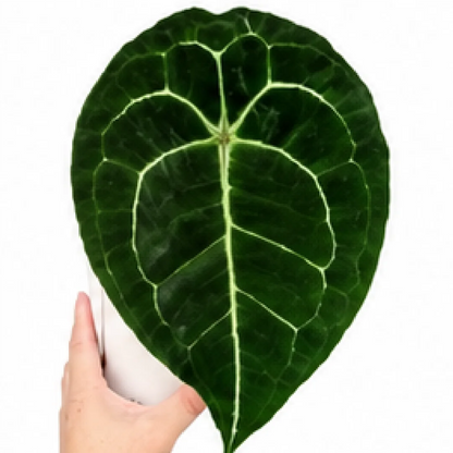 Anthurium Forgetii – Tissue Culture