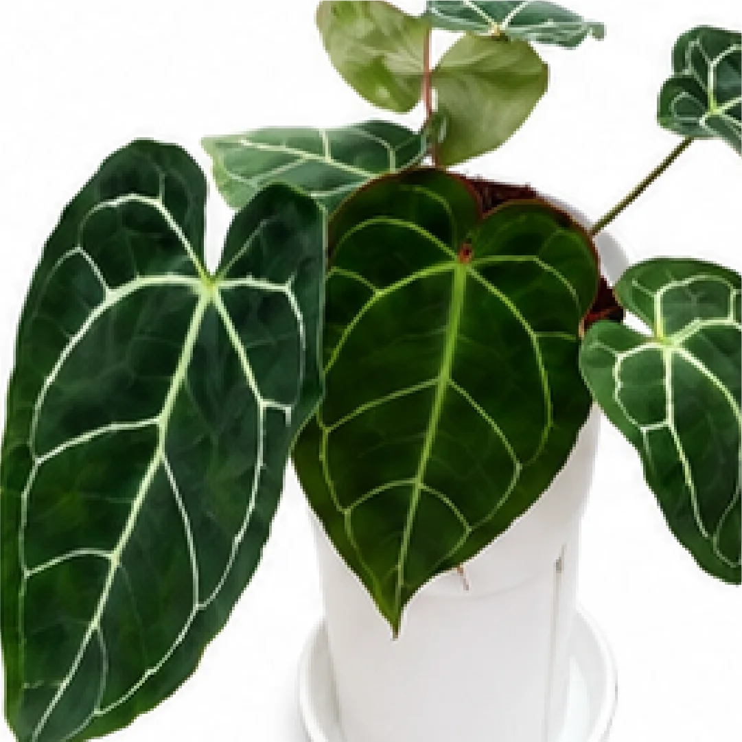 Anthurium Crystallinum Sp. – Tissue Culture