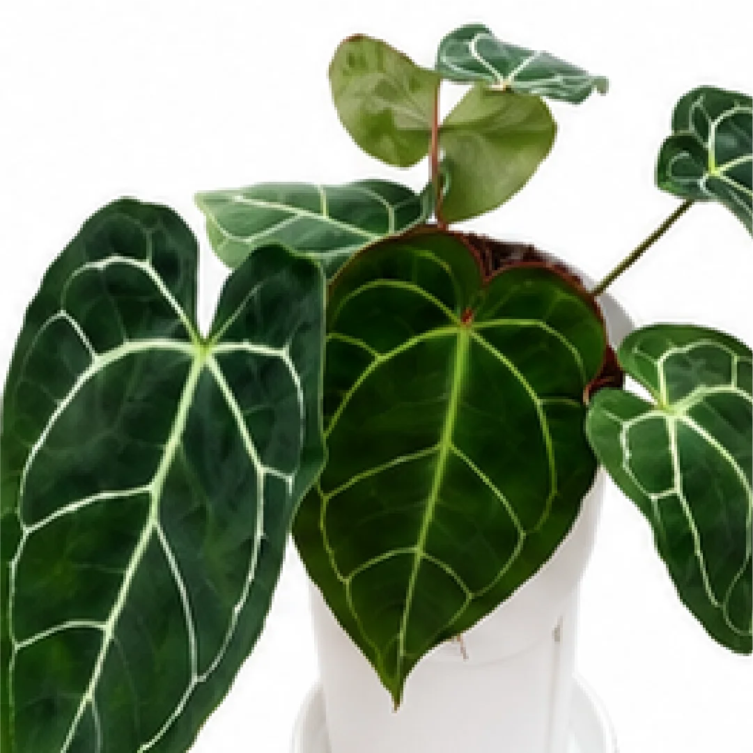 Anthurium Crystallinum Sp. – Tissue Culture