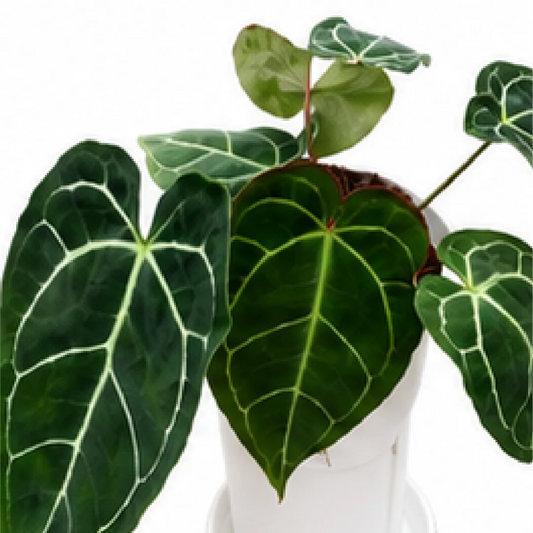Anthurium Crystallinum Sp. – Tissue Culture