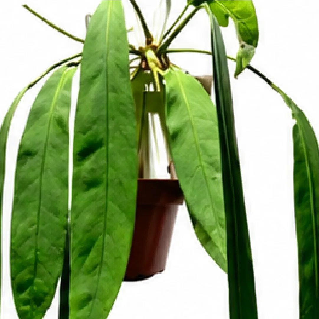 Anthurium Vittariifolium – Tissue Culture