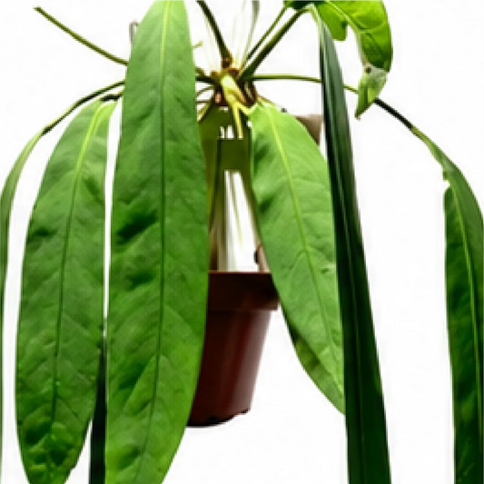 Anthurium Vittariifolium – Tissue Culture