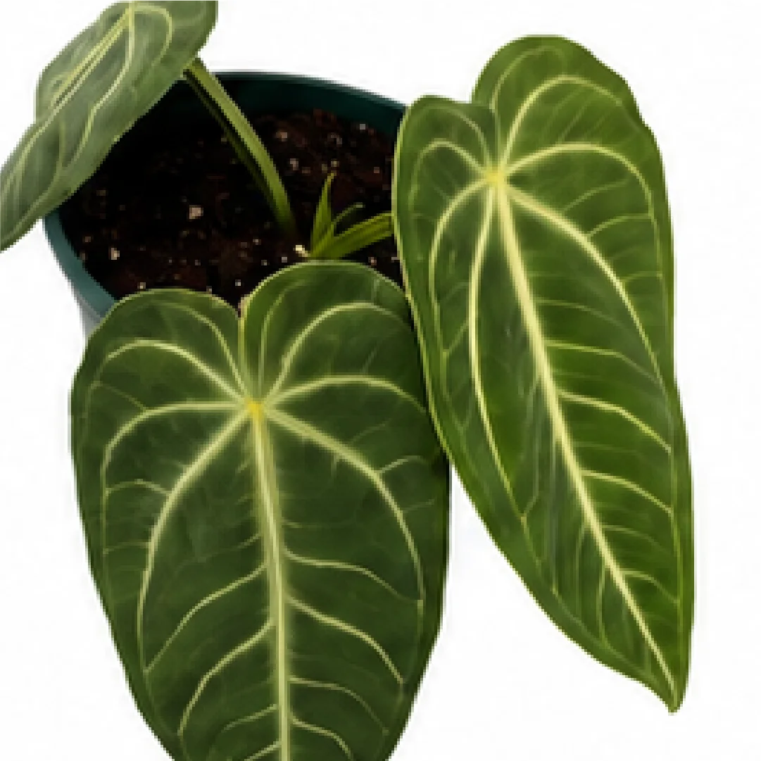 Anthurium Villenarum – Tissue Culture