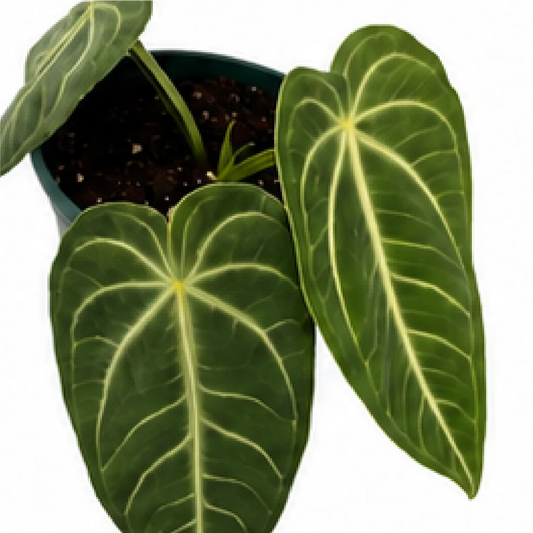 Anthurium Villenarum – Tissue Culture