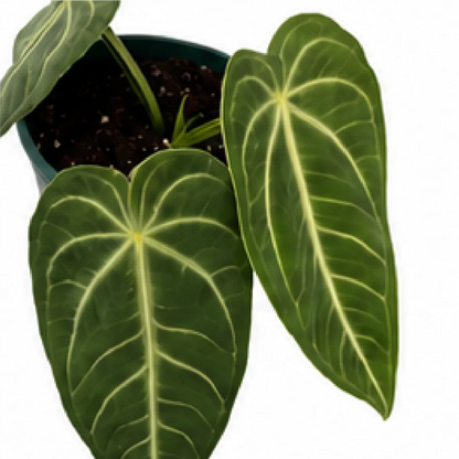 Anthurium Villenarum – Tissue Culture