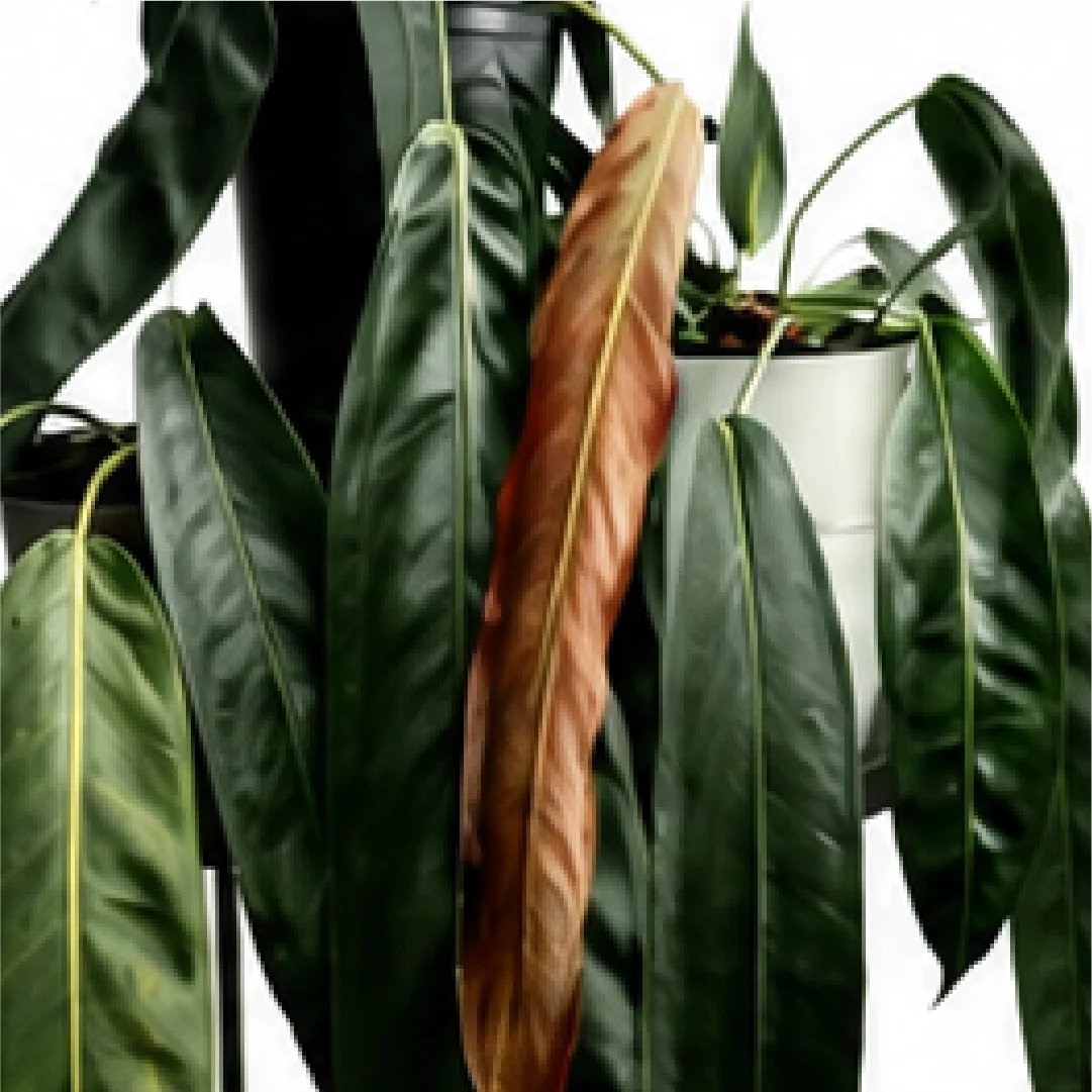 Anthurium Wendlingeri – Tissue Culture