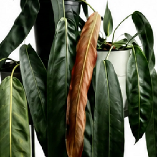 Anthurium Wendlingeri – Tissue Culture