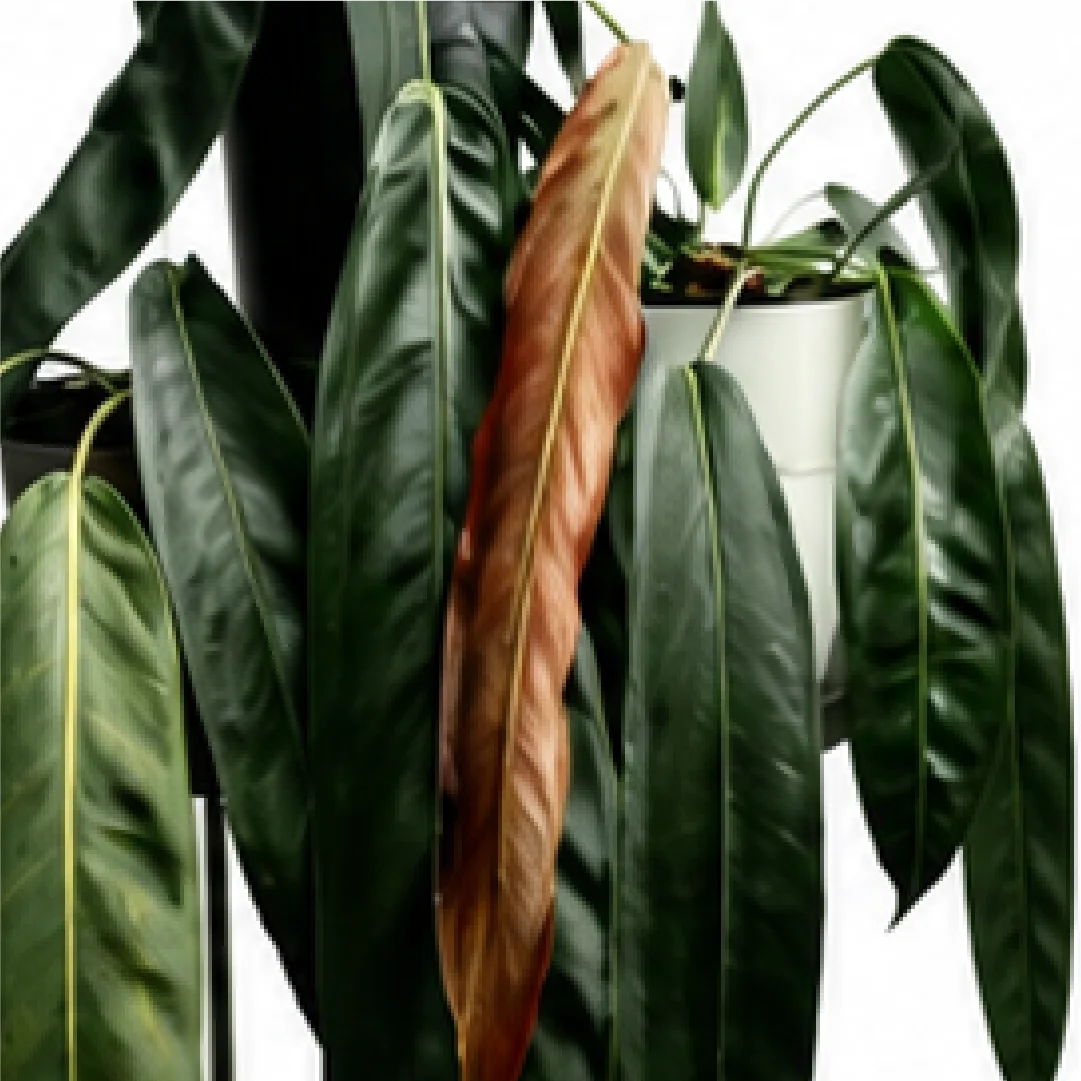 Anthurium Wendlingeri – Tissue Culture