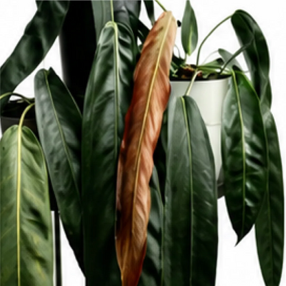 Anthurium Wendlingeri – Tissue Culture