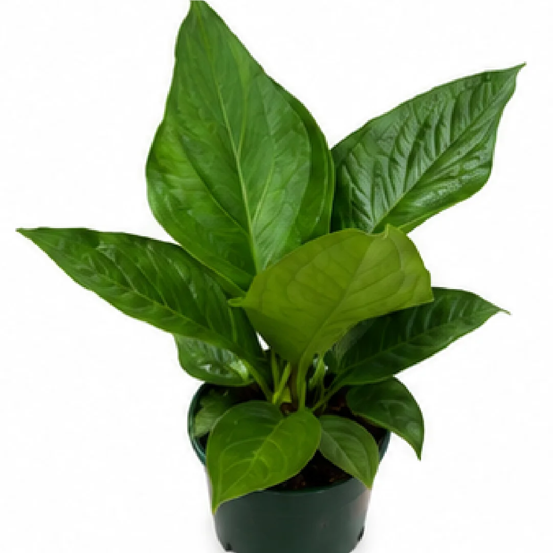 Anthurium Jenmanii / Anthurium Birdnest Jenmanii – Tissue Culture