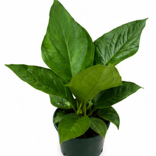 Anthurium Jenmanii / Anthurium Birdnest Jenmanii – Tissue Culture