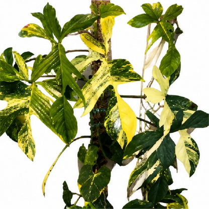 Philodendron Florida Beauty Variegated Tissue Culture