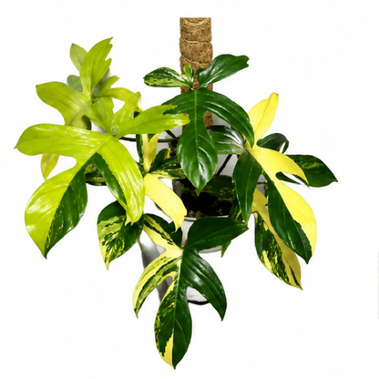 Philodendron Florida Beauty Variegated Tissue Culture