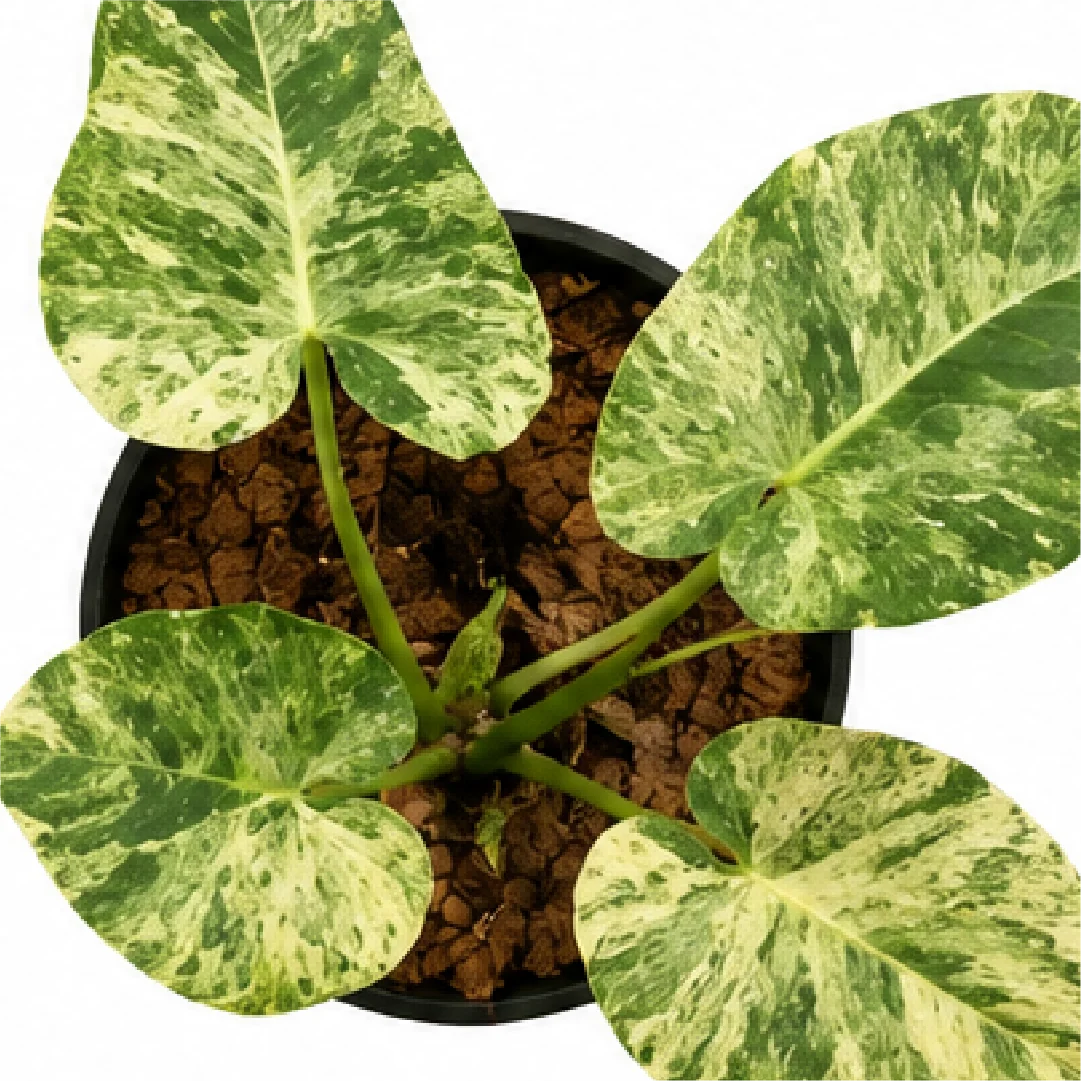 Philodendron Giganteum Blizzard Tissue Culture Test