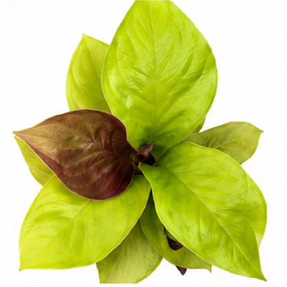 Anthurium Golden Jenmanii – Tissue Culture